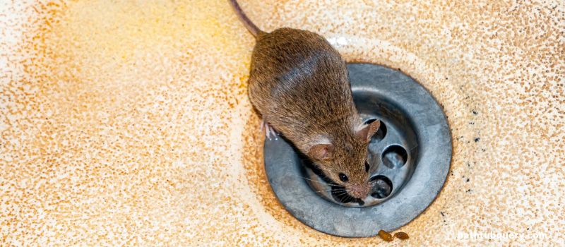 why-might-mice-try-to-use-bathtub-drains